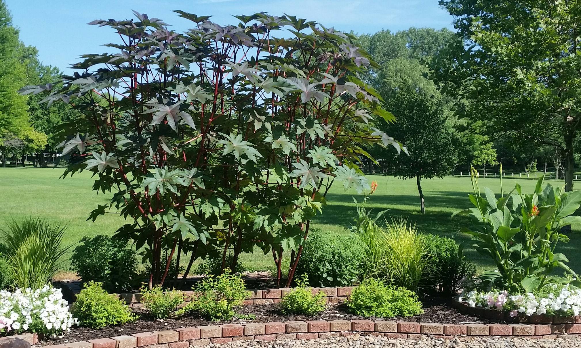 photo of lawn border with plants/flowers